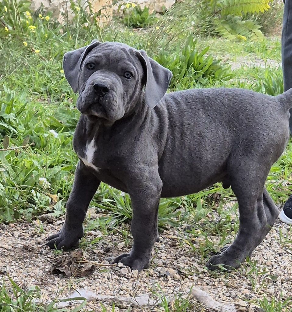 Du Clan De Nemausus - Chiot disponible  - Cane Corso