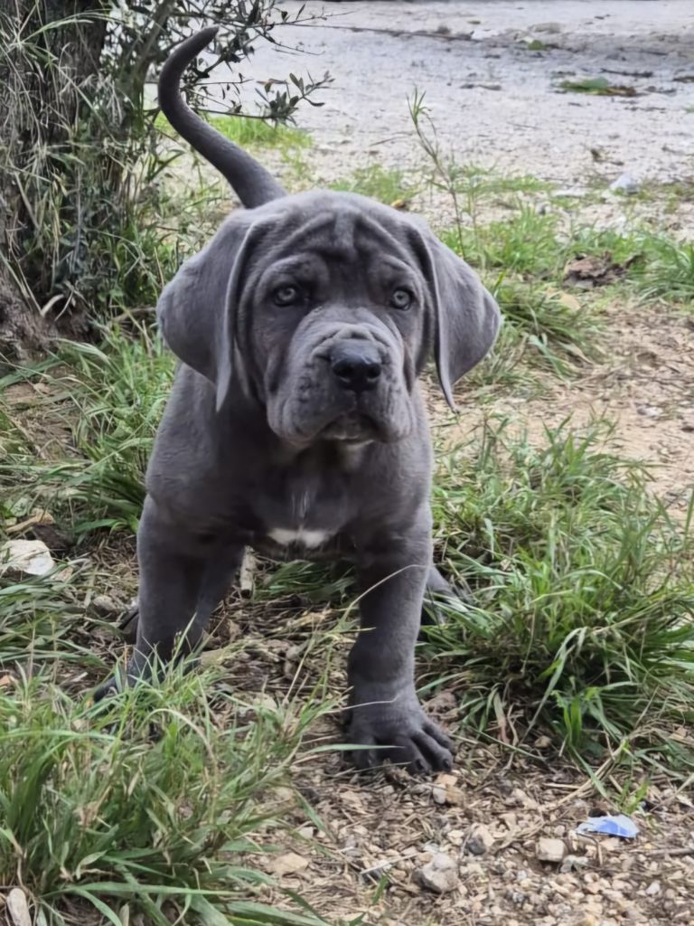 Du Clan De Nemausus - Chiot disponible  - Cane Corso