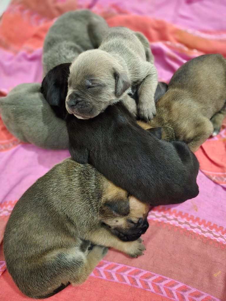 chiot Cane Corso Du Clan De Nemausus