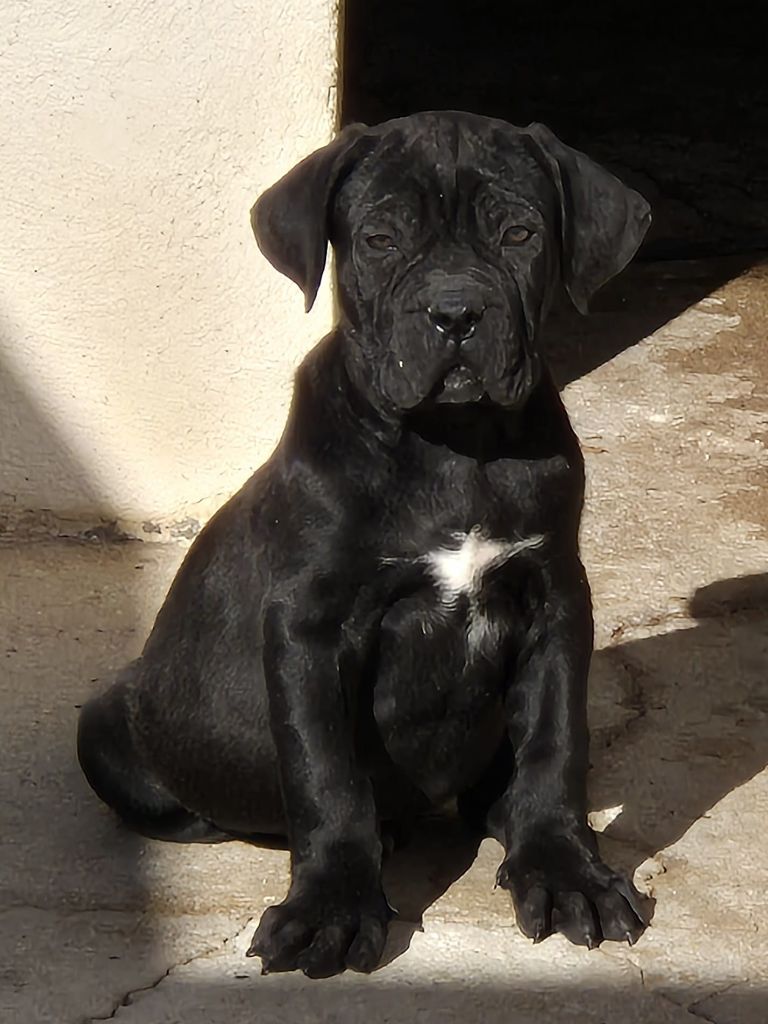 Du Clan De Nemausus - Chiot disponible  - Cane Corso