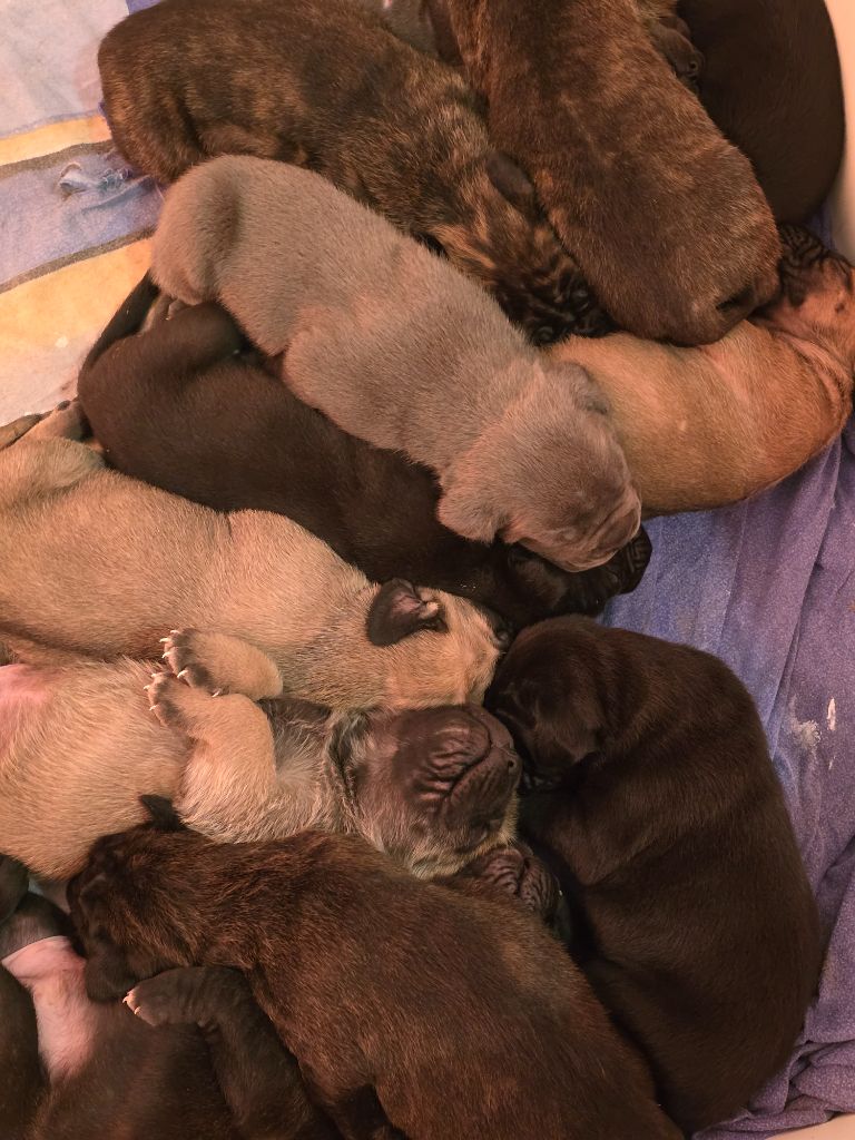 Du Clan De Nemausus - Chiot disponible  - Cane Corso