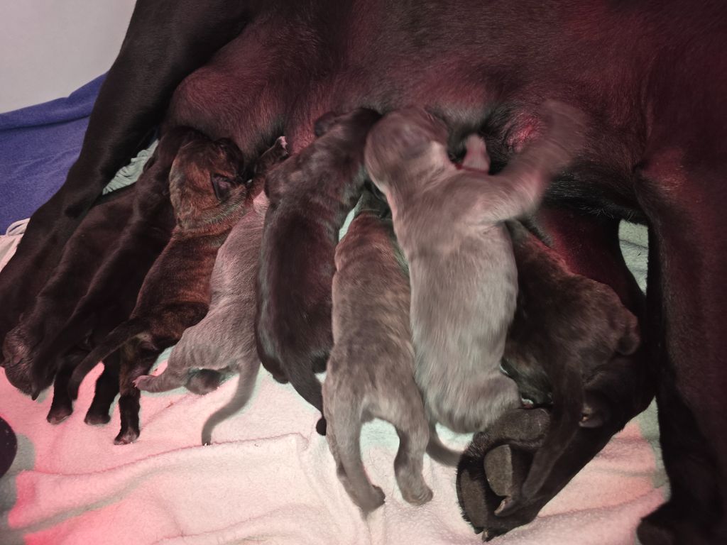 chiot Cane Corso Du Clan De Nemausus