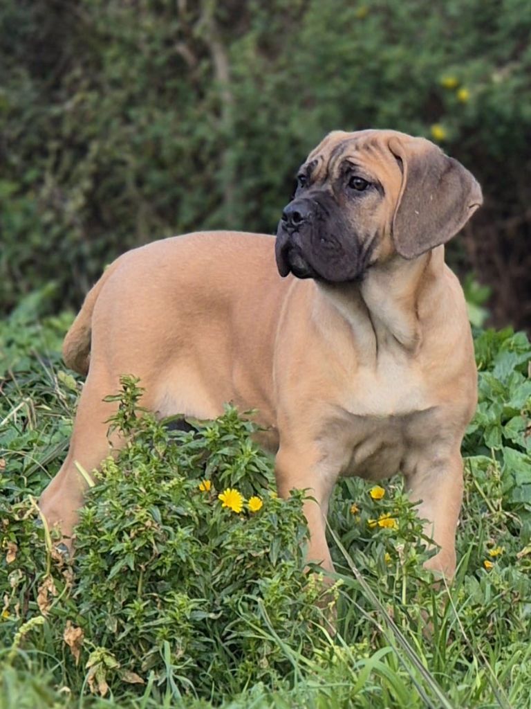 Du Clan De Nemausus - Chiot disponible  - Cane Corso