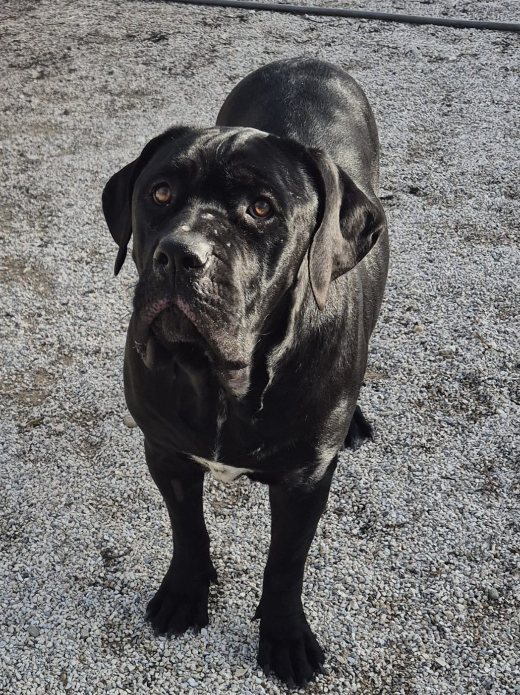 V'OLYMPE Des Seigneurs De Sparte