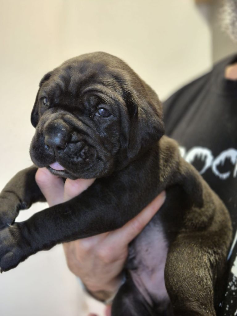 Du Clan De Nemausus - Chiots disponibles - Cane Corso