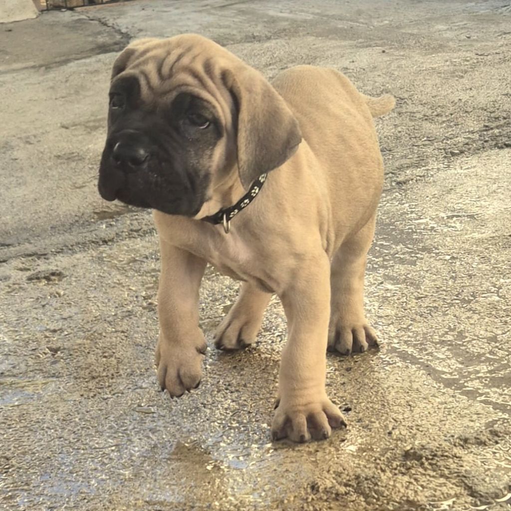 Du Clan De Nemausus - Chiots disponibles - Cane Corso