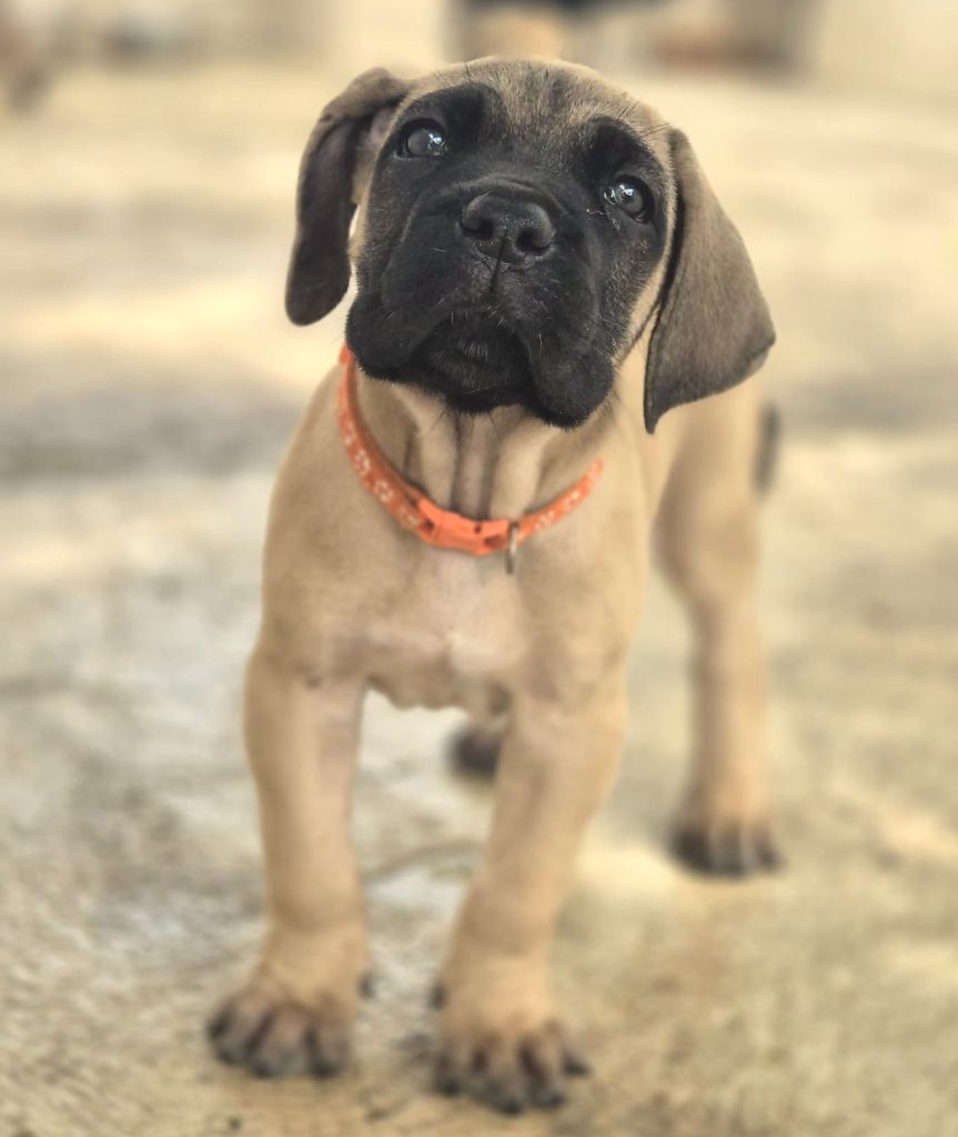 Du Clan De Nemausus - Chiots disponibles - Cane Corso