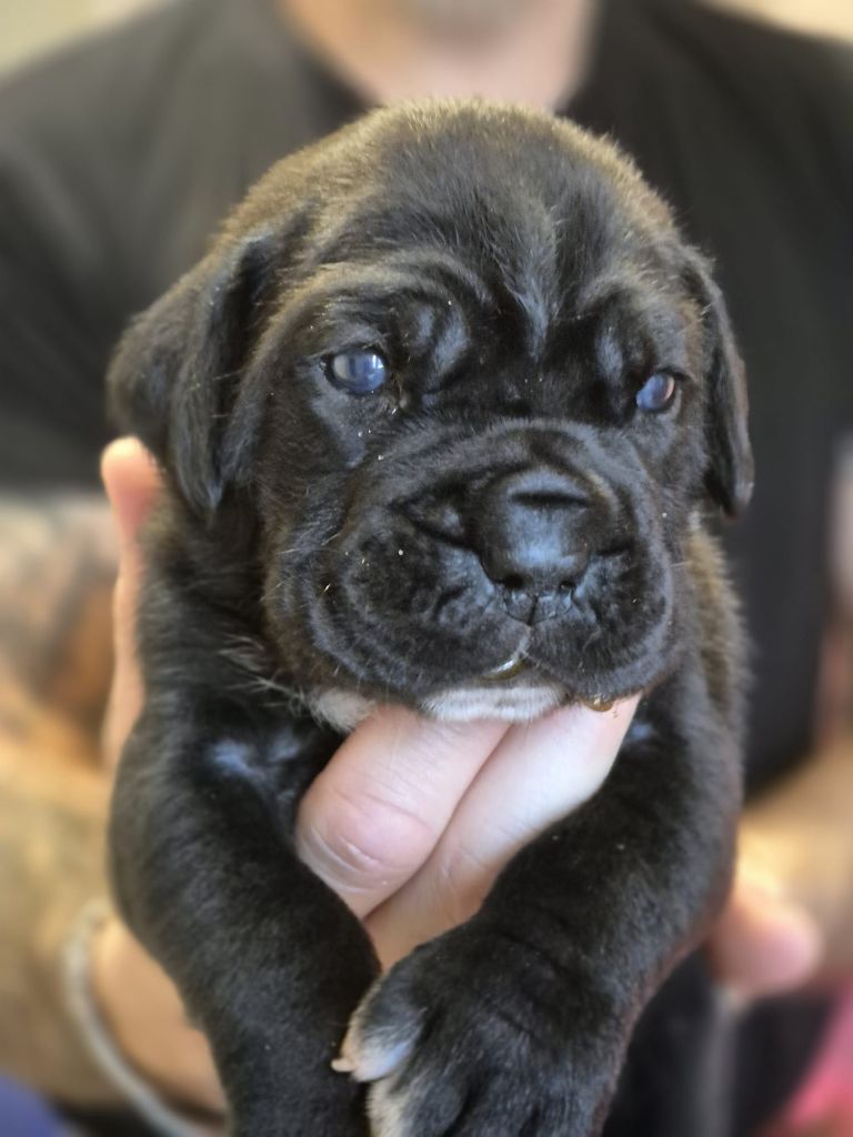Du Clan De Nemausus - Chiots disponibles - Cane Corso