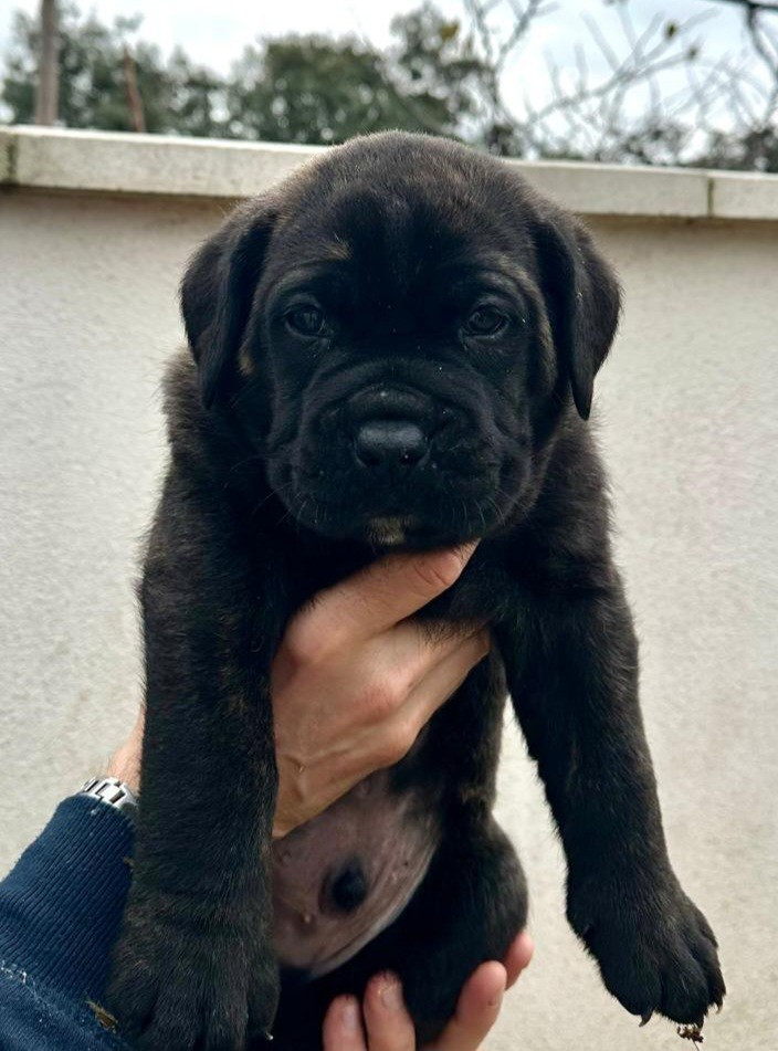 Du Clan De Nemausus - Chiots disponibles - Cane Corso
