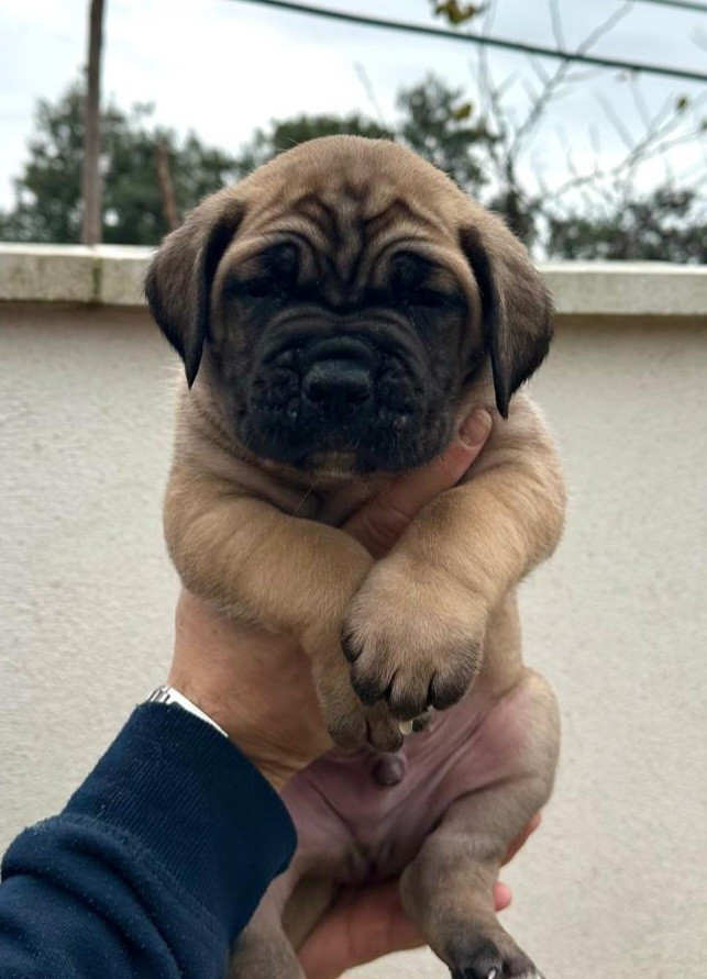 Du Clan De Nemausus - Chiots disponibles - Cane Corso