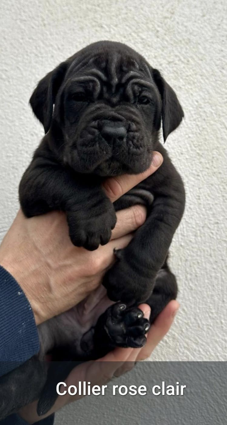 Du Clan De Nemausus - Chiots disponibles - Cane Corso