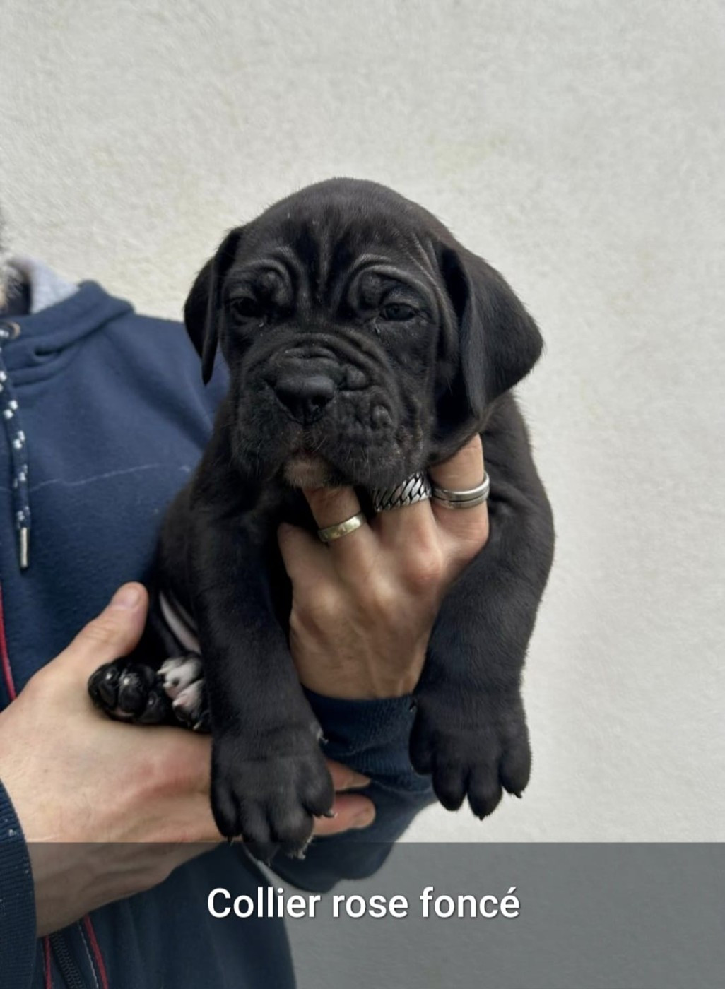 Du Clan De Nemausus - Chiots disponibles - Cane Corso