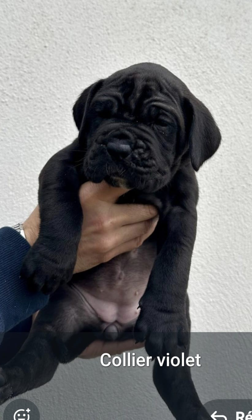 Du Clan De Nemausus - Chiots disponibles - Cane Corso