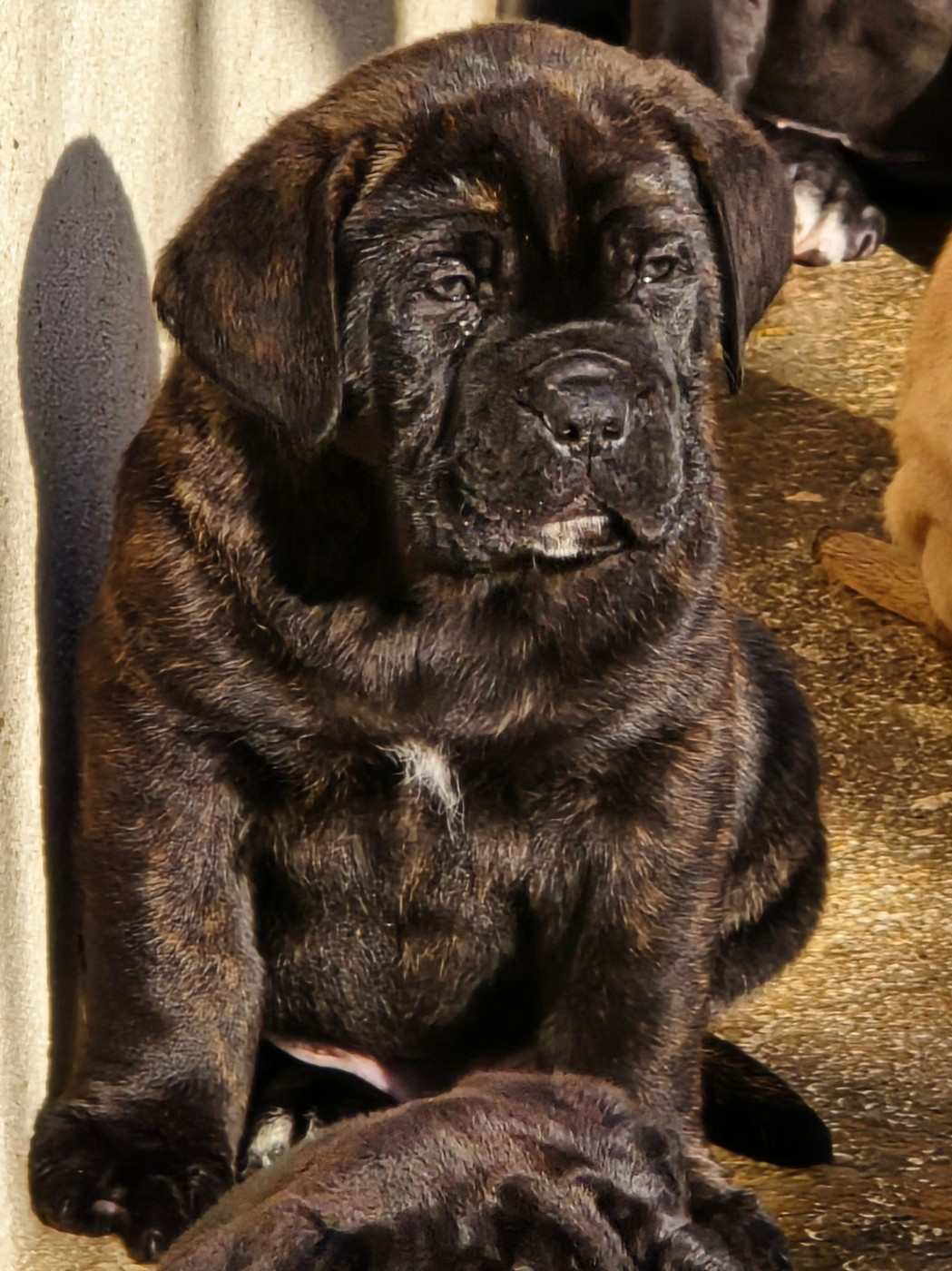 Du Clan De Nemausus - Chiots disponibles - Cane Corso