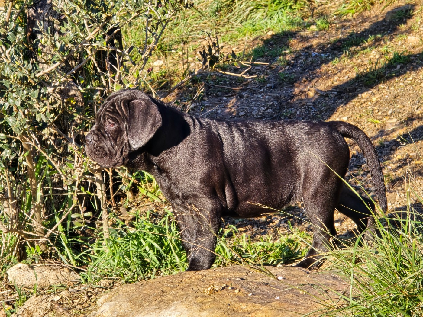 Du Clan De Nemausus - Chiots disponibles - Cane Corso