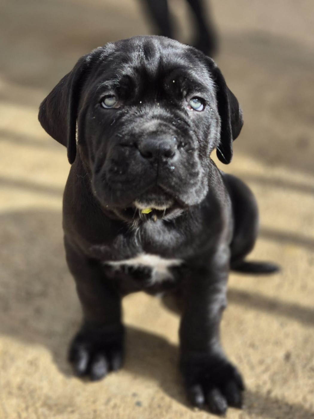 Du Clan De Nemausus - Cane Corso - Portée née le 26/12/2025