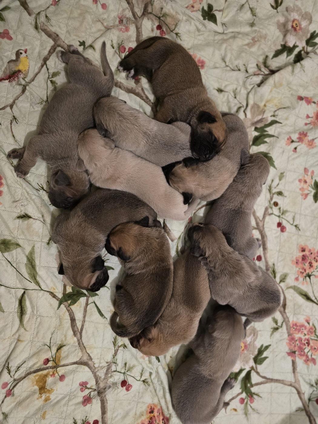 Chiot Cane Corso Du Clan De Nemausus