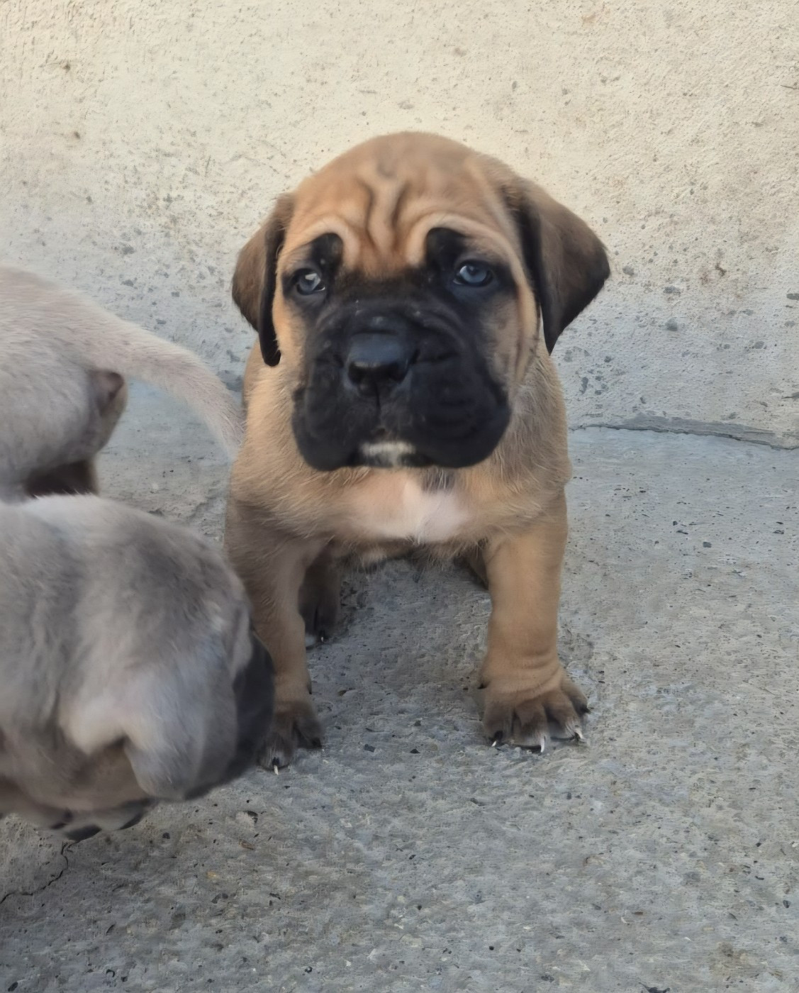 Du Clan De Nemausus - Chiots disponibles - Cane Corso