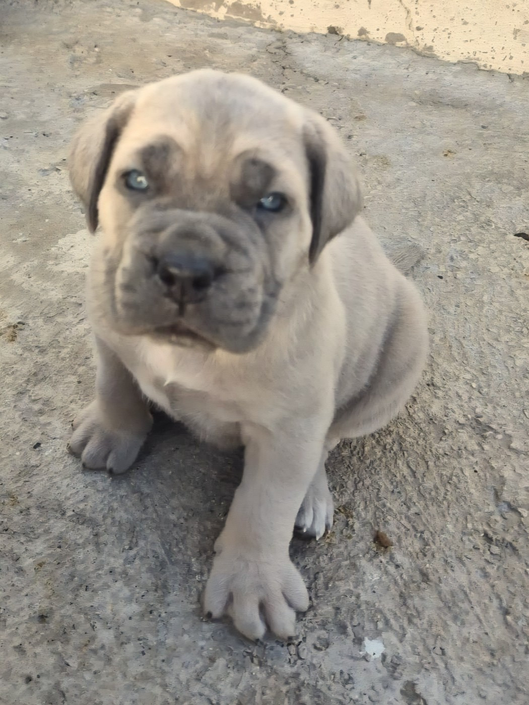 Du Clan De Nemausus - Chiots disponibles - Cane Corso