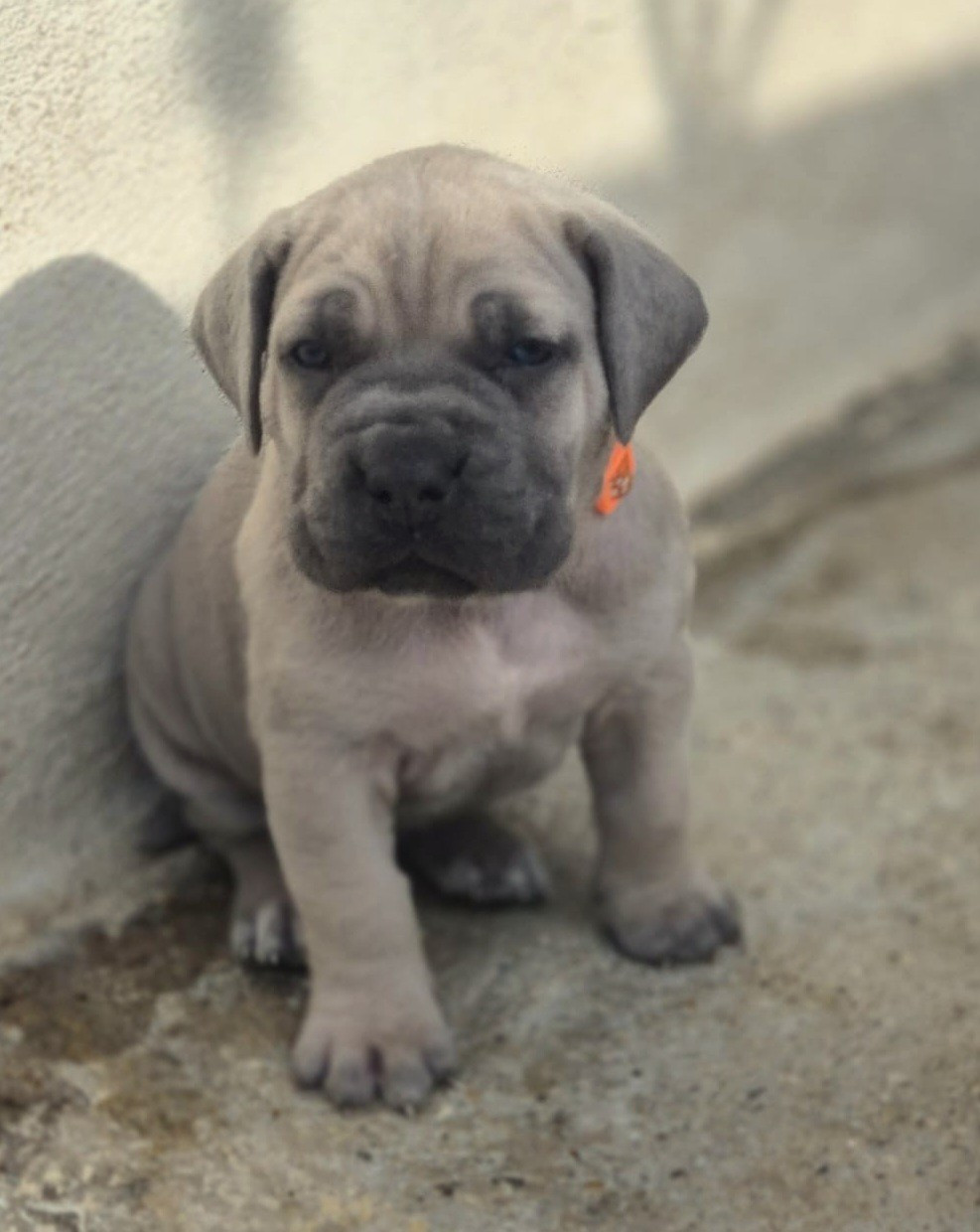 Du Clan De Nemausus - Chiots disponibles - Cane Corso