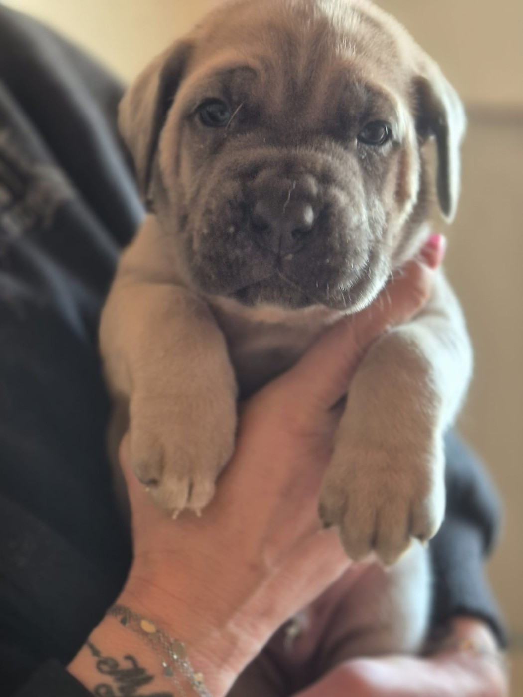 Du Clan De Nemausus - Chiots disponibles - Cane Corso