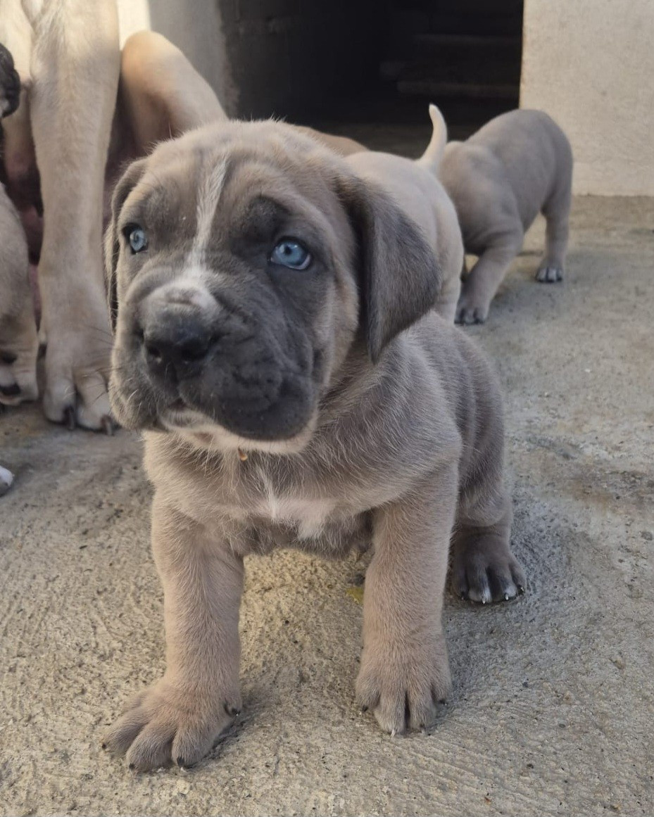 Du Clan De Nemausus - Chiots disponibles - Cane Corso