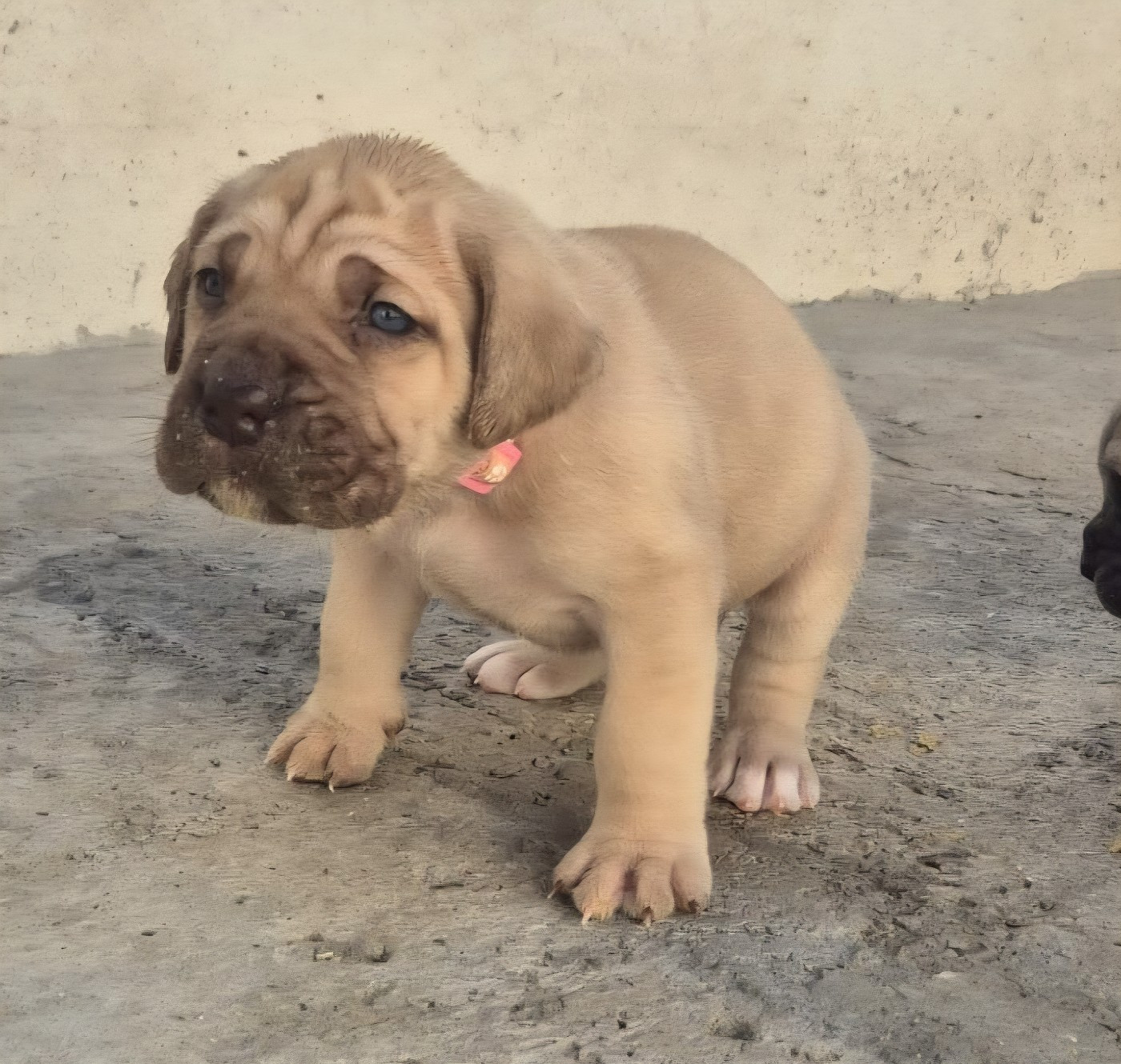 Du Clan De Nemausus - Chiots disponibles - Cane Corso