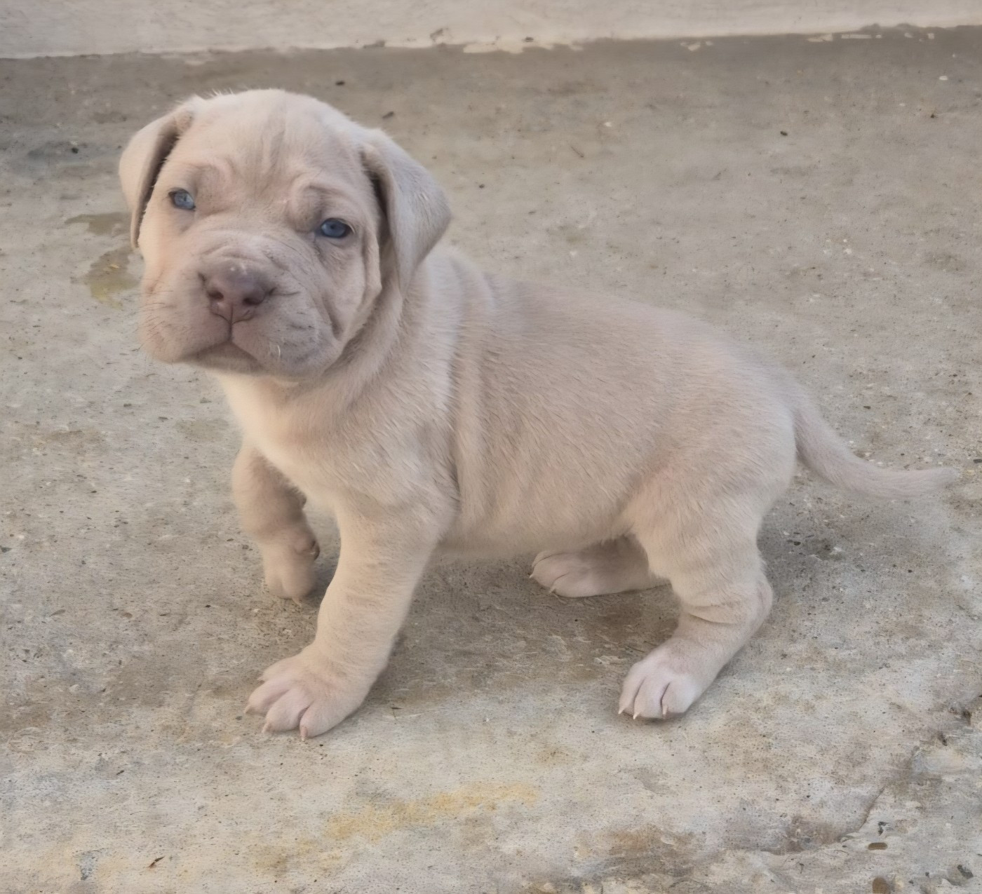 Du Clan De Nemausus - Chiots disponibles - Cane Corso
