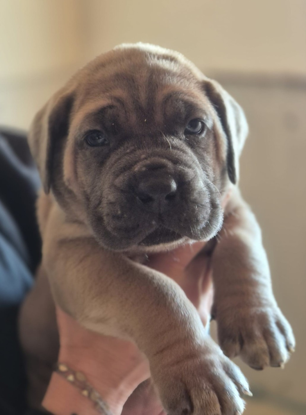 Du Clan De Nemausus - Chiots disponibles - Cane Corso