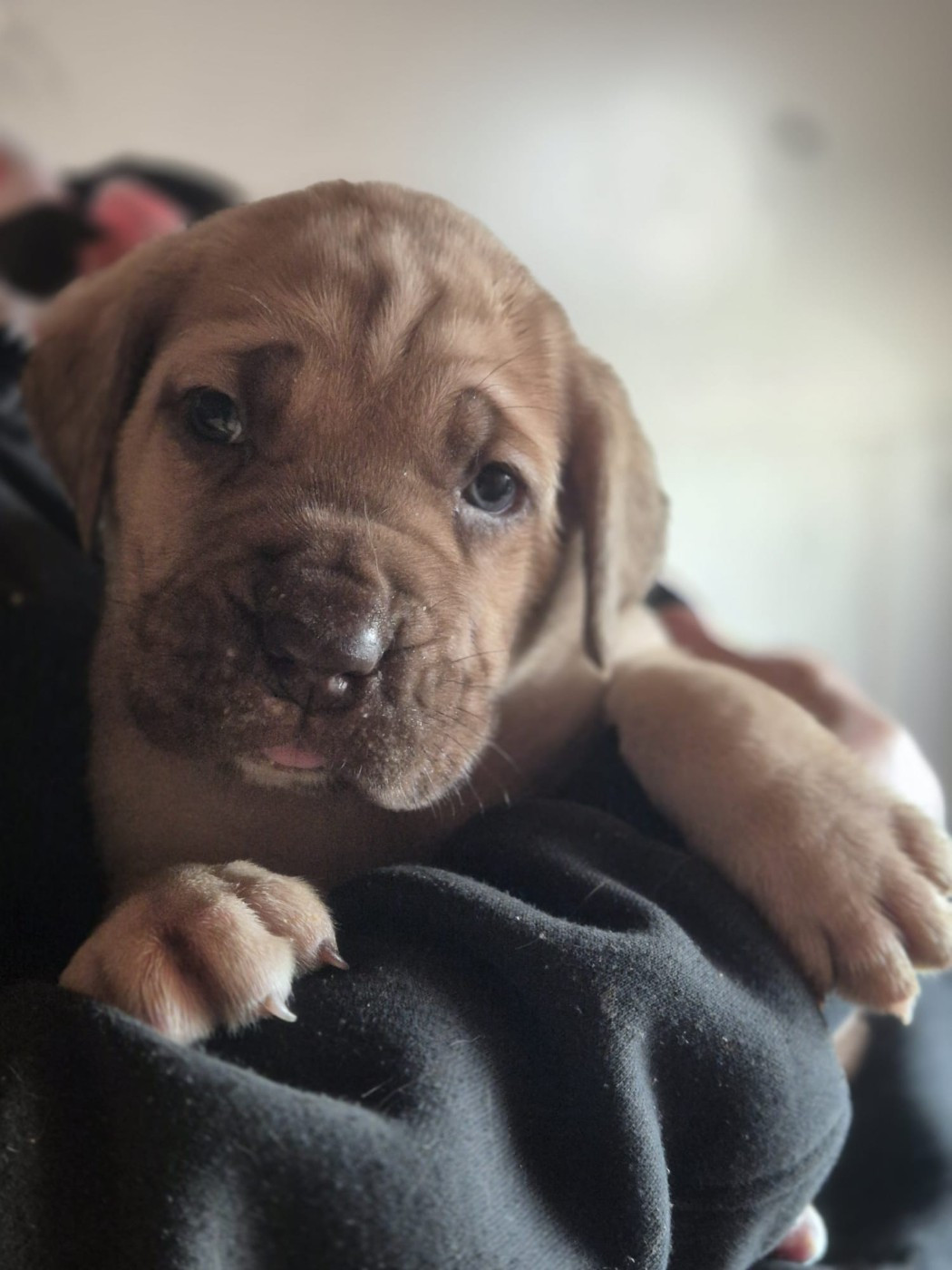 Du Clan De Nemausus - Chiots disponibles - Cane Corso