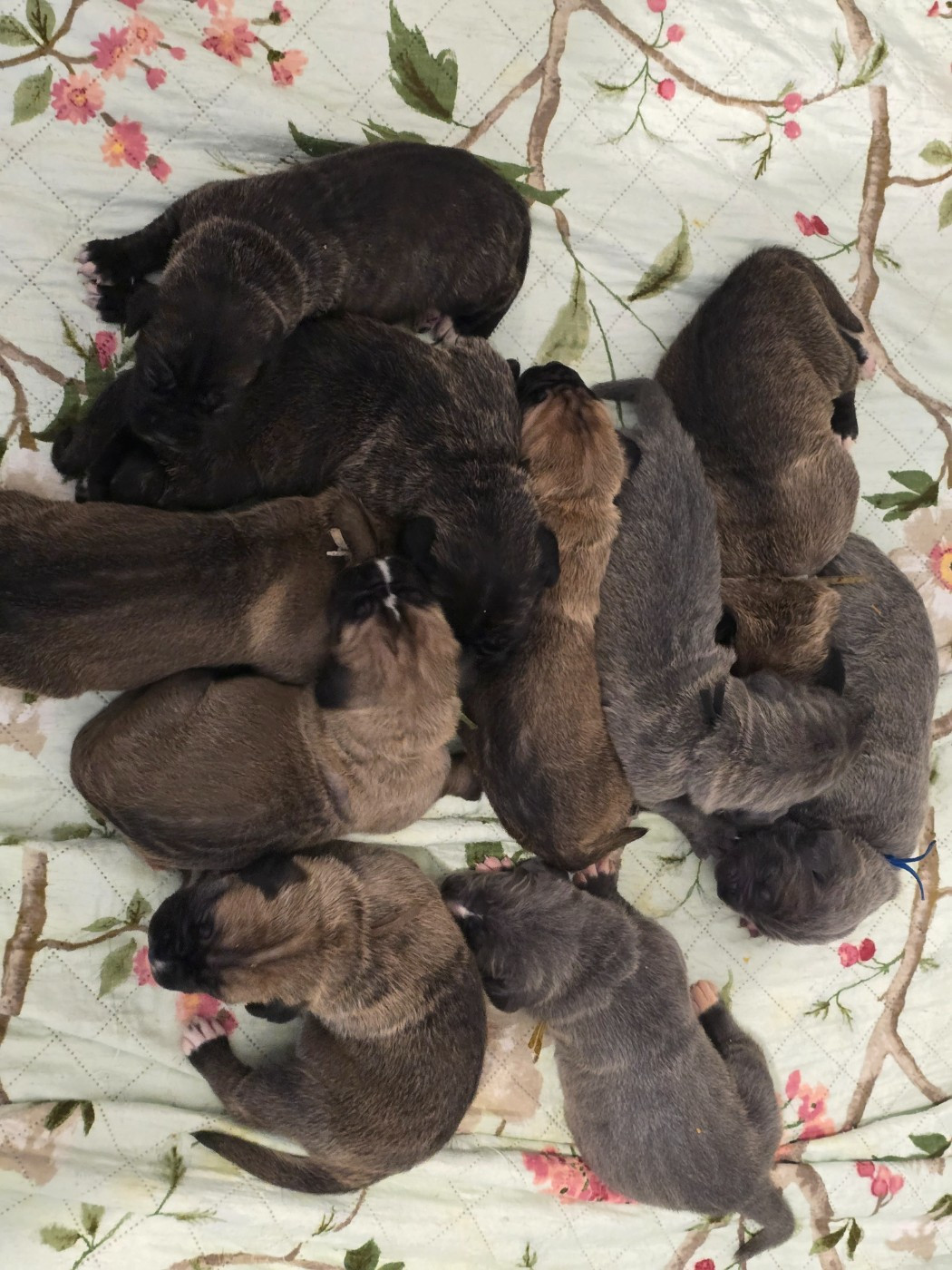 Du Clan De Nemausus - Cane Corso - Portée née le 24/04/2026