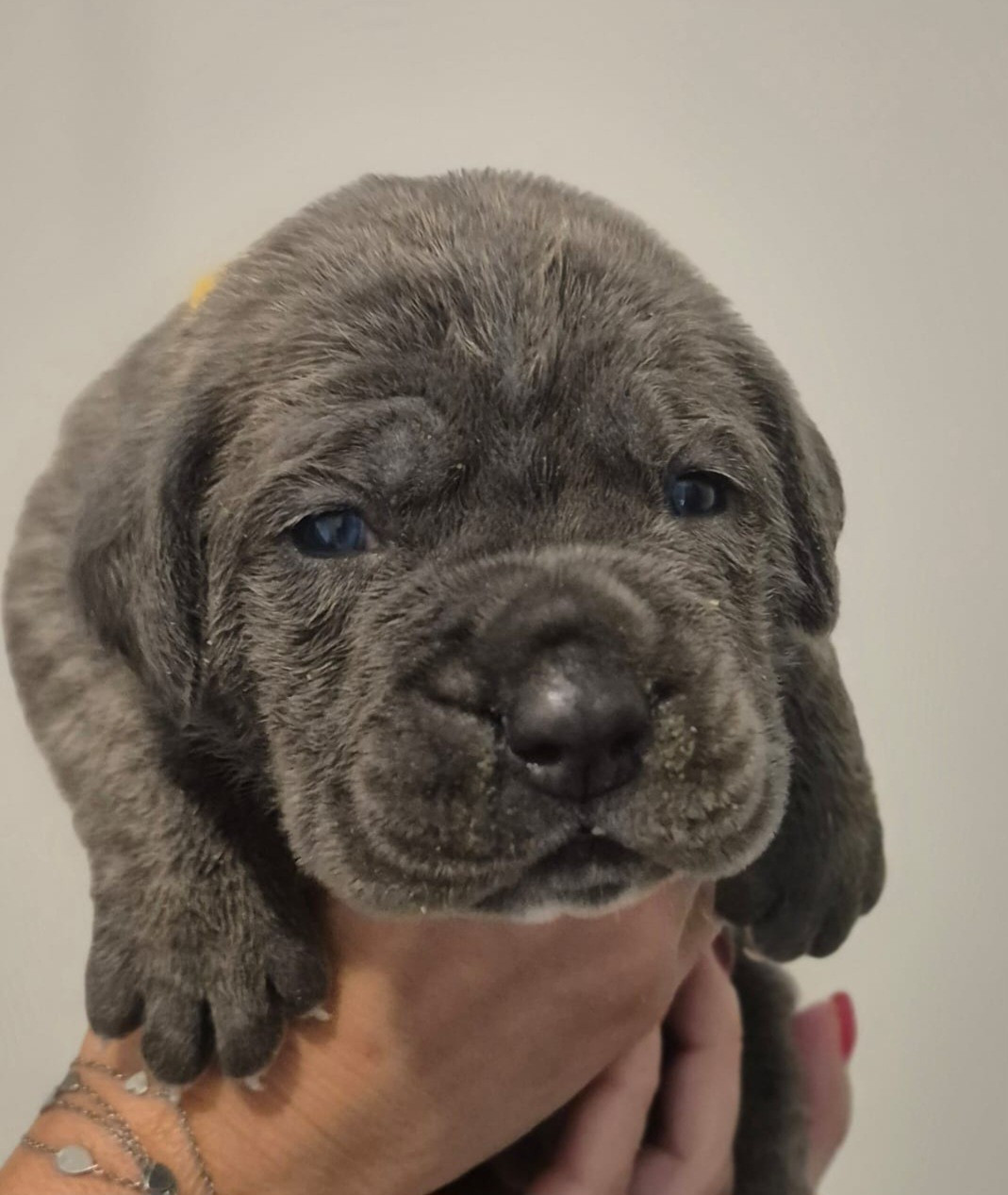 Du Clan De Nemausus - Chiots disponibles - Cane Corso