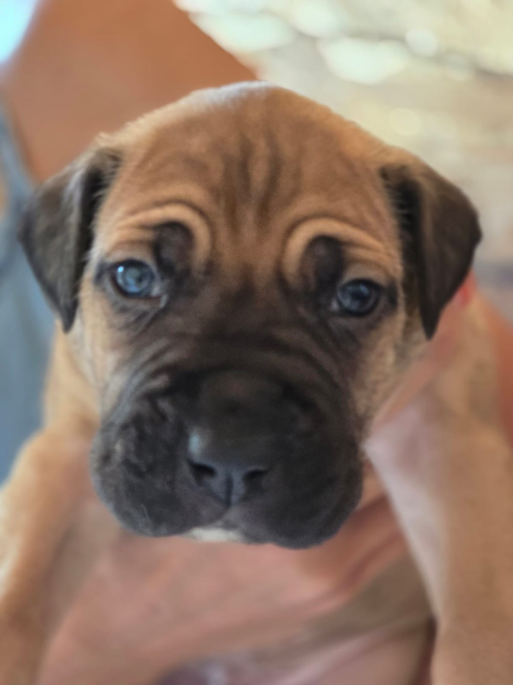 Du Clan De Nemausus - Chiots disponibles - Cane Corso