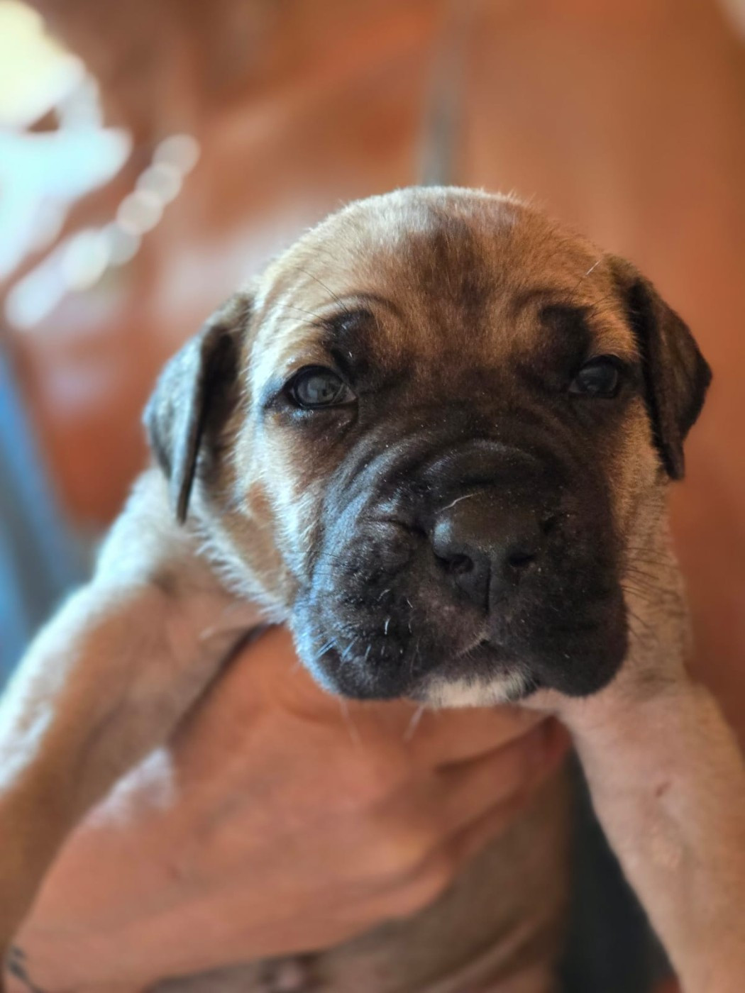 Du Clan De Nemausus - Chiots disponibles - Cane Corso