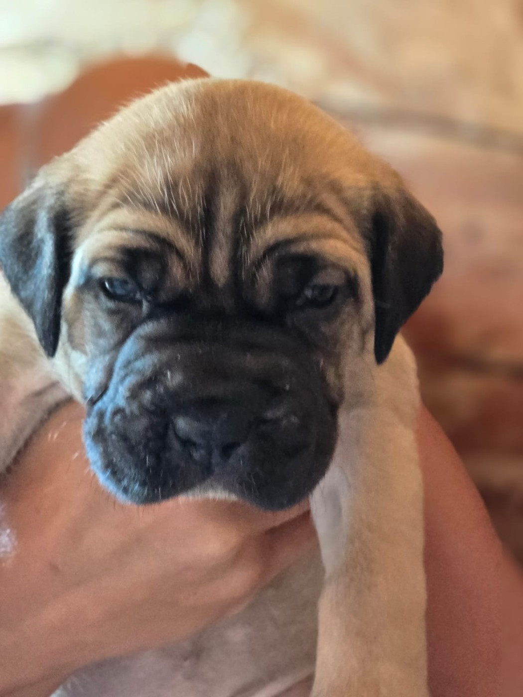 Du Clan De Nemausus - Chiots disponibles - Cane Corso