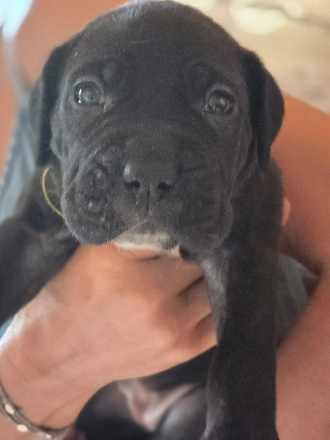 Du Clan De Nemausus - Chiots disponibles - Cane Corso