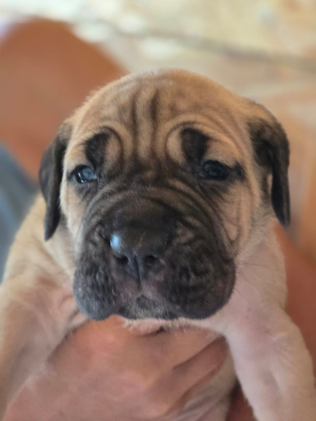 Du Clan De Nemausus - Chiots disponibles - Cane Corso
