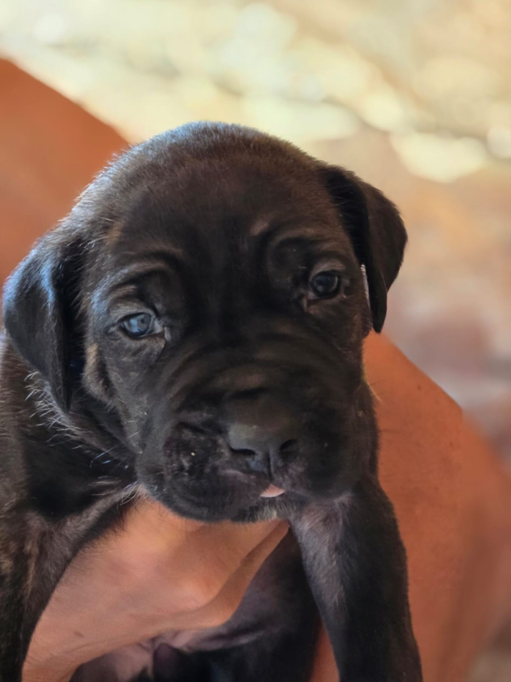 Du Clan De Nemausus - Chiots disponibles - Cane Corso