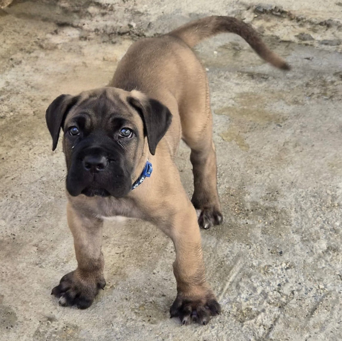 Du Clan De Nemausus - Chiots disponibles - Cane Corso