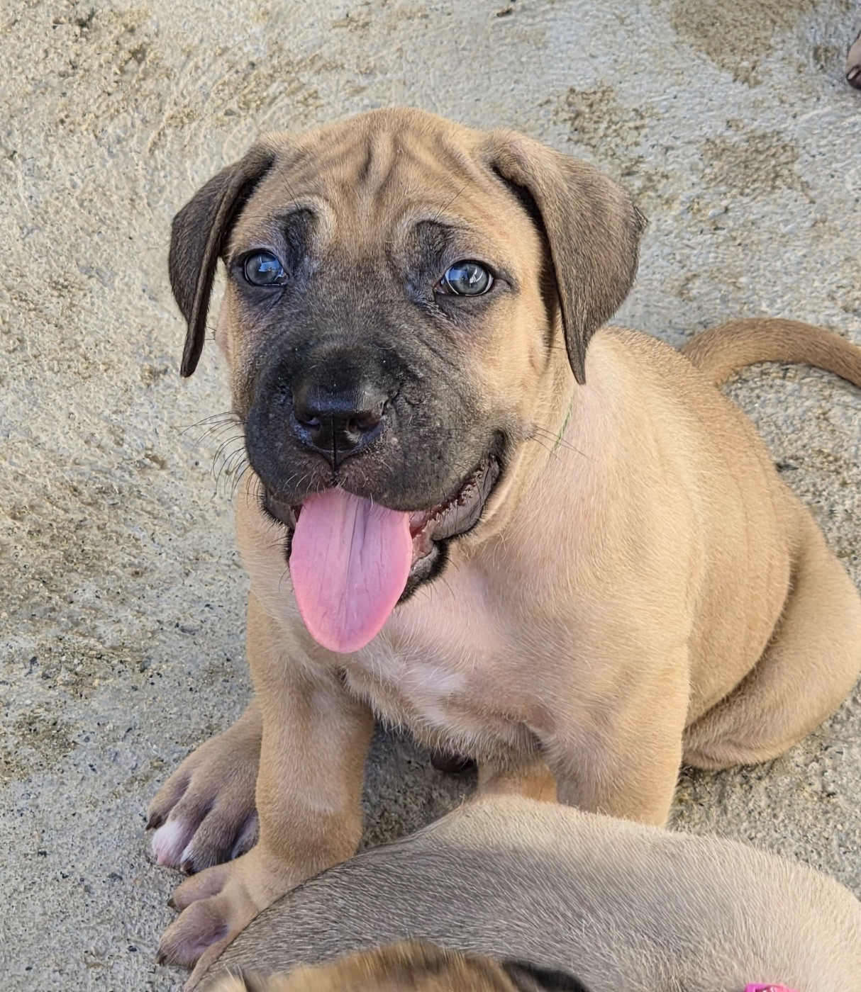 Du Clan De Nemausus - Chiots disponibles - Cane Corso