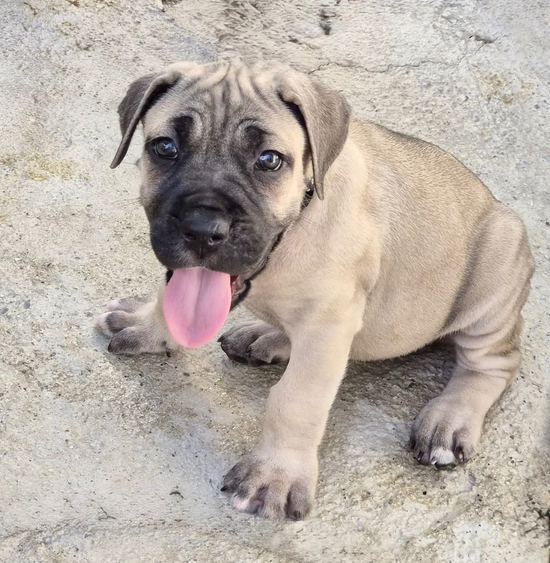 Du Clan De Nemausus - Chiots disponibles - Cane Corso