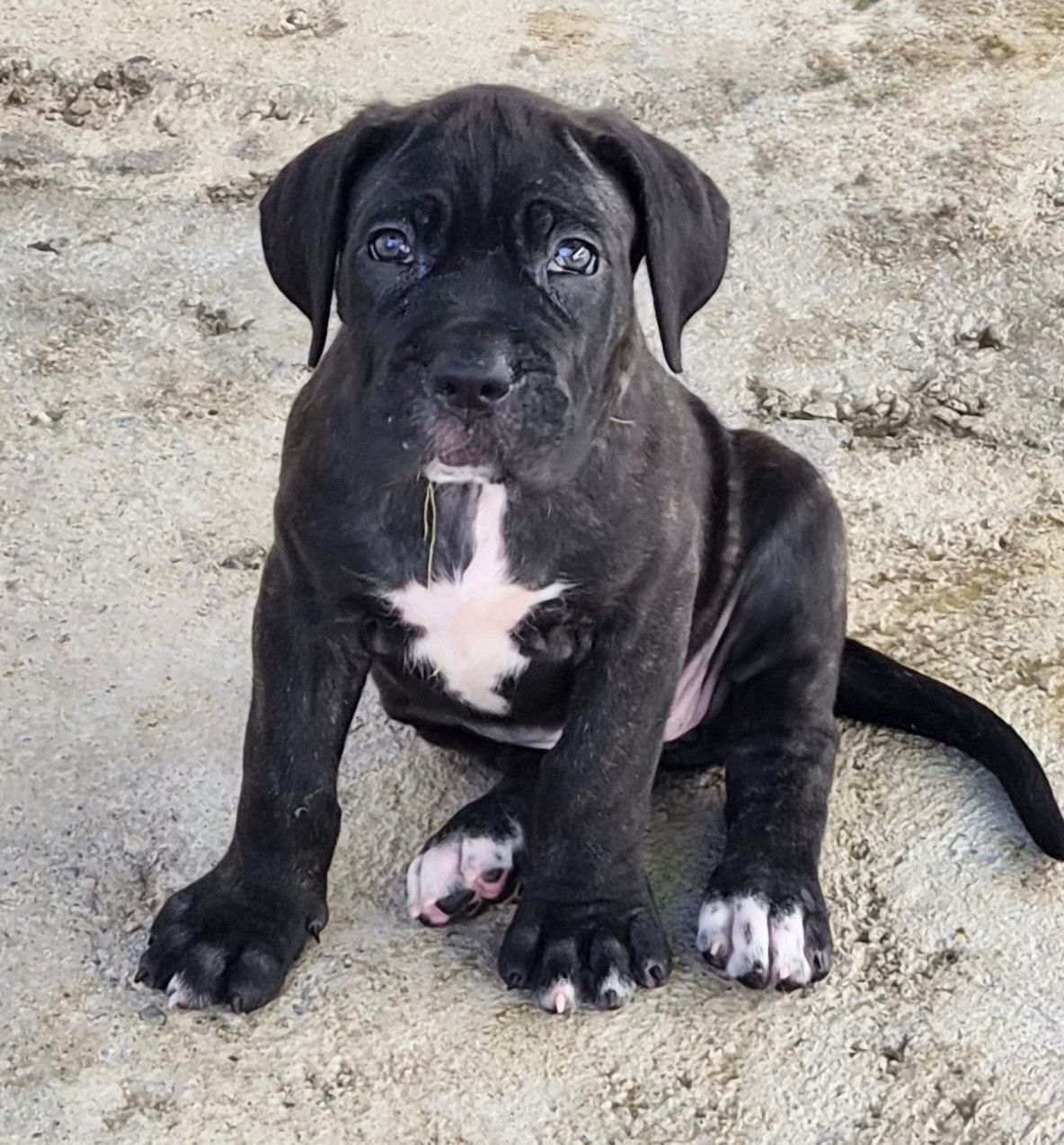 Du Clan De Nemausus - Chiots disponibles - Cane Corso