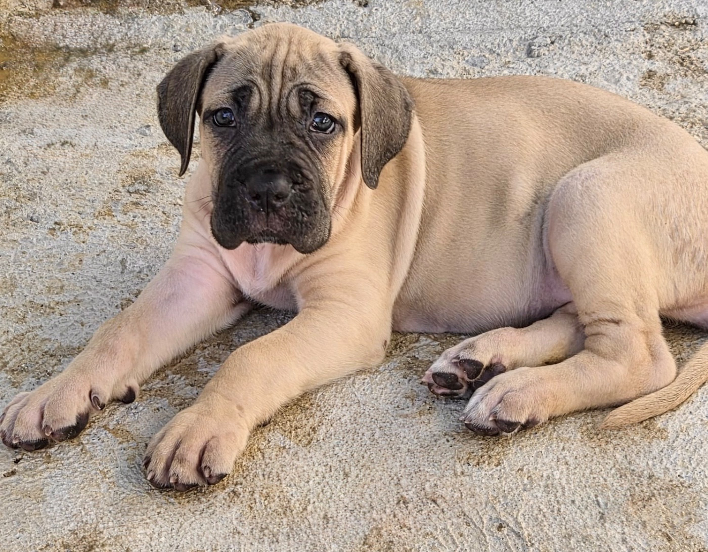 Du Clan De Nemausus - Chiots disponibles - Cane Corso