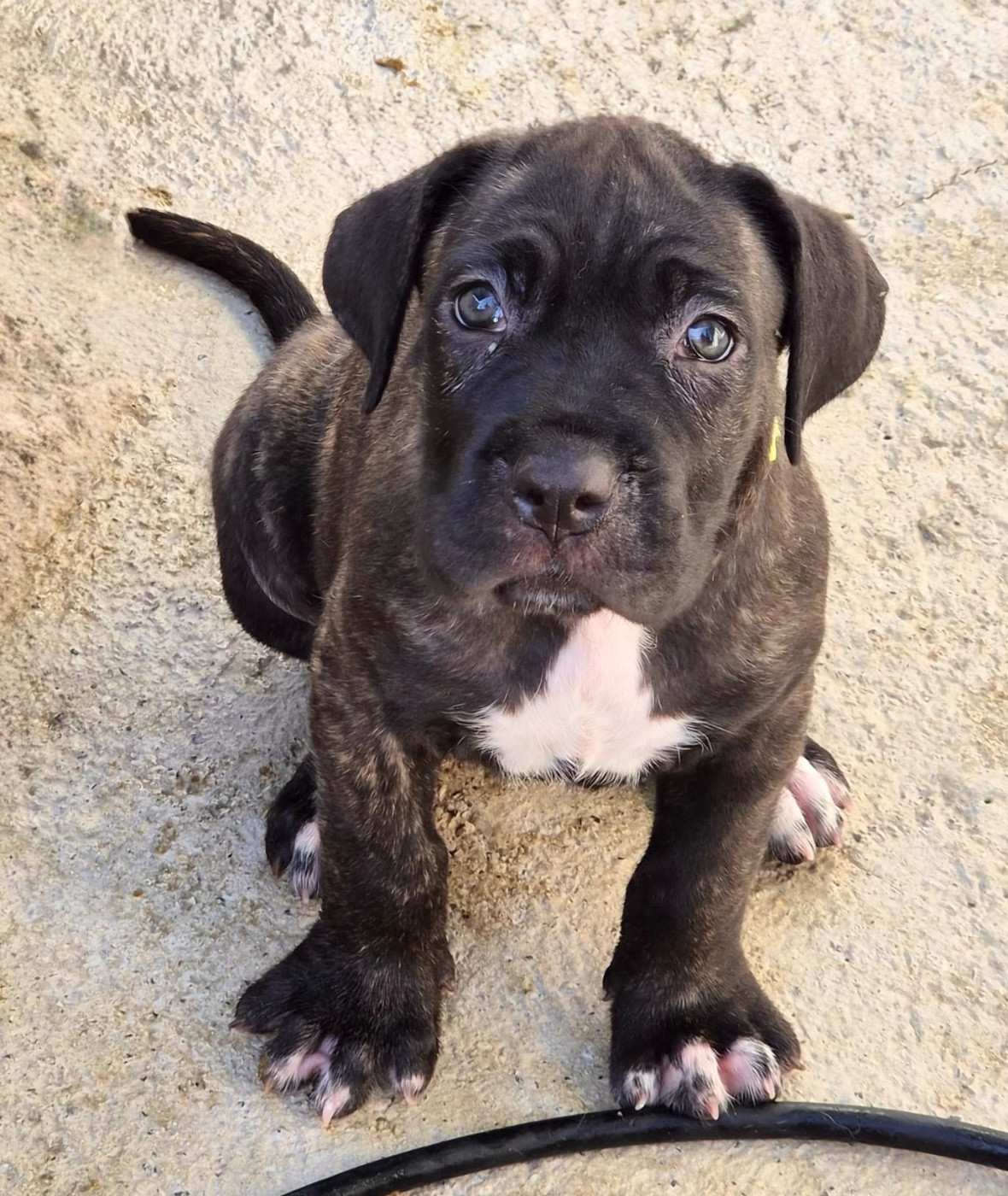 Du Clan De Nemausus - Chiots disponibles - Cane Corso