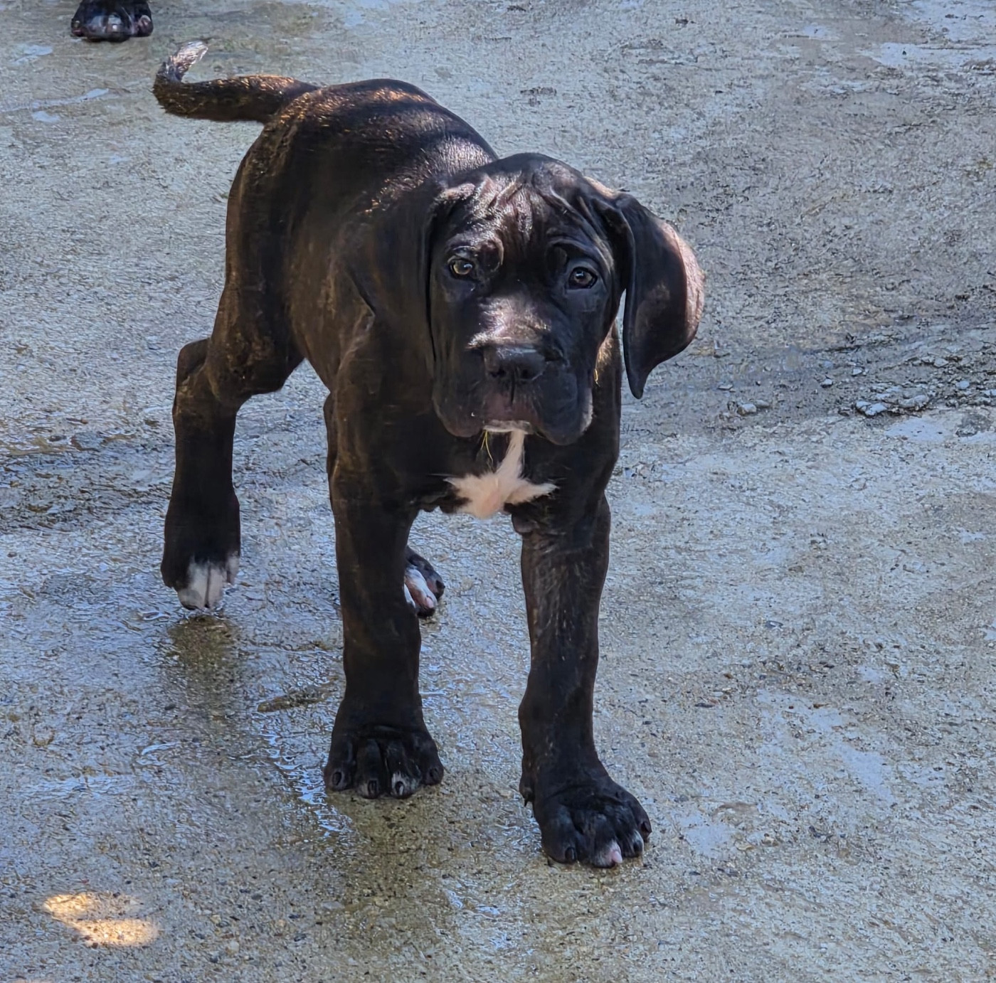 Du Clan De Nemausus - Chiots disponibles - Cane Corso