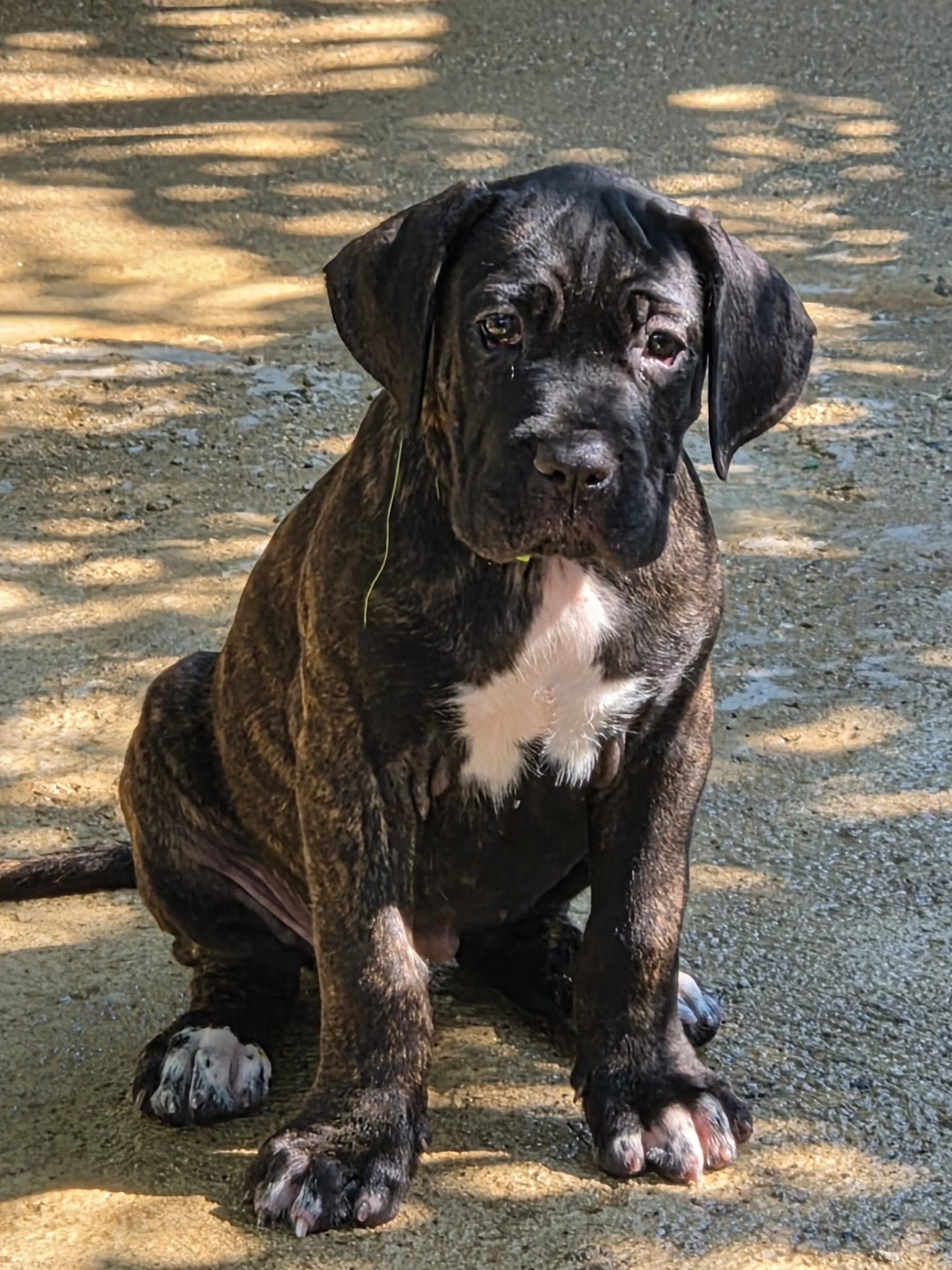 Du Clan De Nemausus - Chiots disponibles - Cane Corso