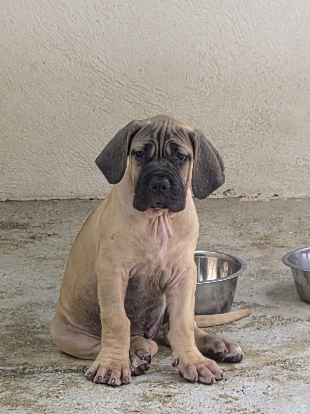 Du Clan De Nemausus - Chiots disponibles - Cane Corso