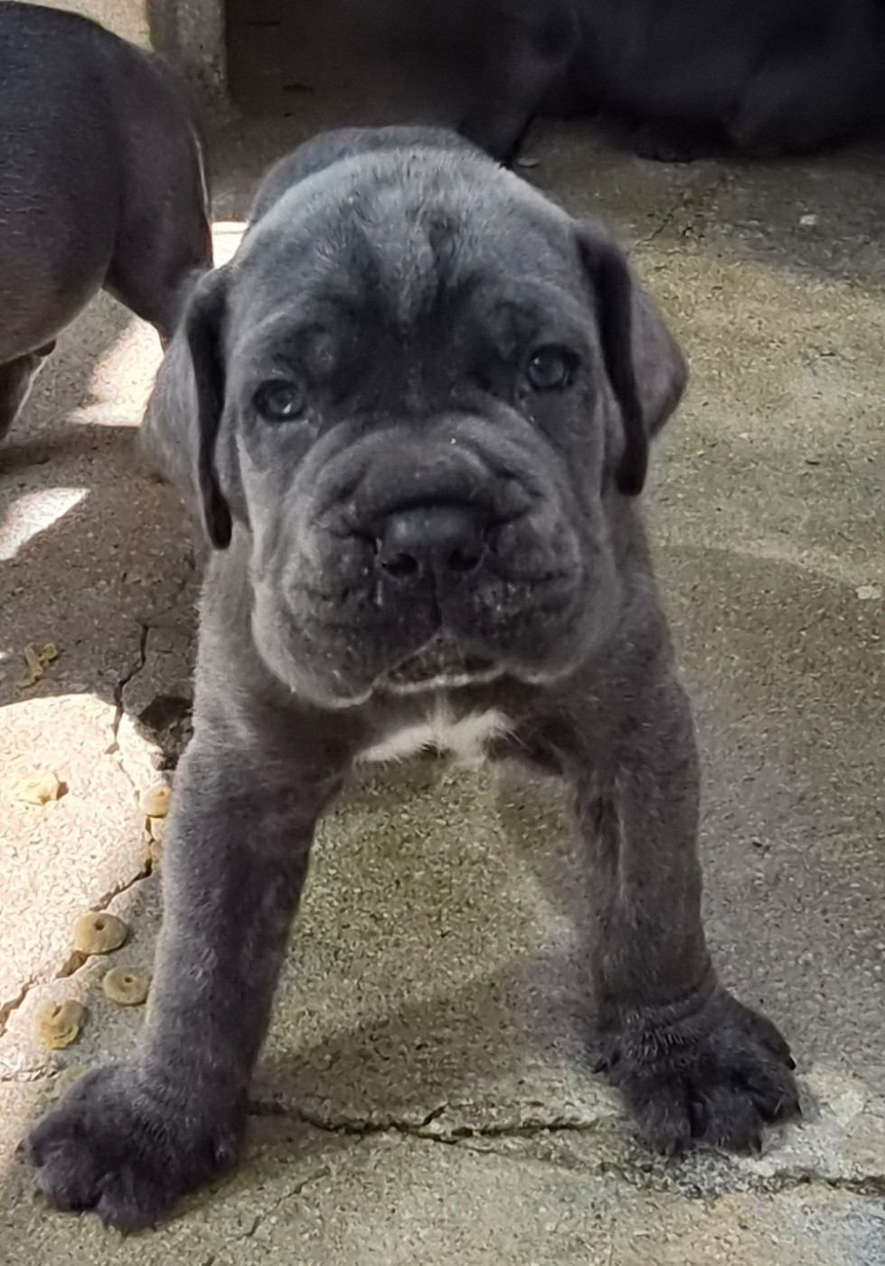 Du Clan De Nemausus - Chiots disponibles - Cane Corso