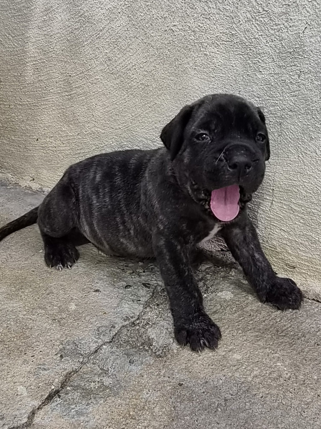 Du Clan De Nemausus - Chiots disponibles - Cane Corso