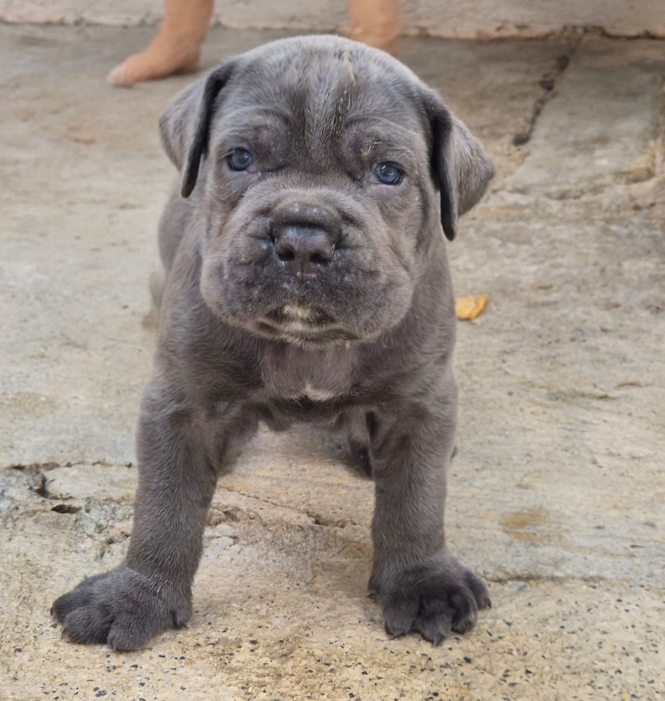 Du Clan De Nemausus - Chiots disponibles - Cane Corso